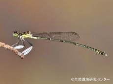 希少種に動植物10種指定へ　対馬のトンボなど、環境省