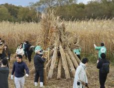 万博ユニホームへ、ヨシ刈り取り　琵琶湖岸、有効利用