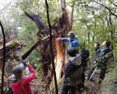 折れた屋久杉、そのまま保存へ　台風10号で被害、環境教材に