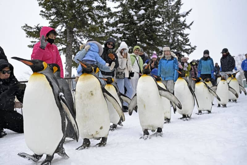 雪が舞う季節、ペンギン散歩　北海道・旭山動物園でリハーサル