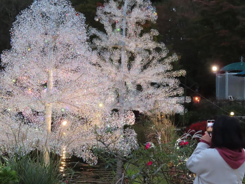 ガラス15万粒で輝くツリー　箱根の美術館で人気