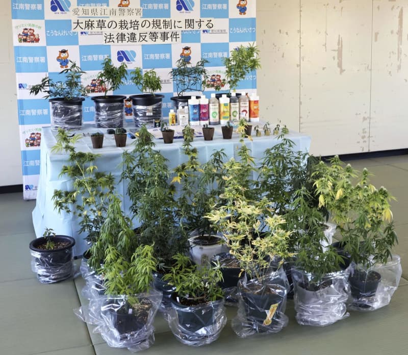 大麻所持疑い、会社員の男逮捕　改正麻薬取締法適用、愛知県警