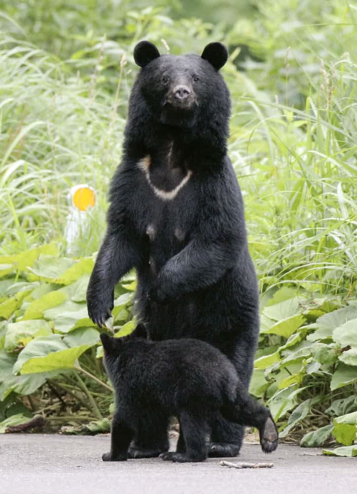 市街地での緊急狩猟を拡大　クマの人的被害多発受け法改正案