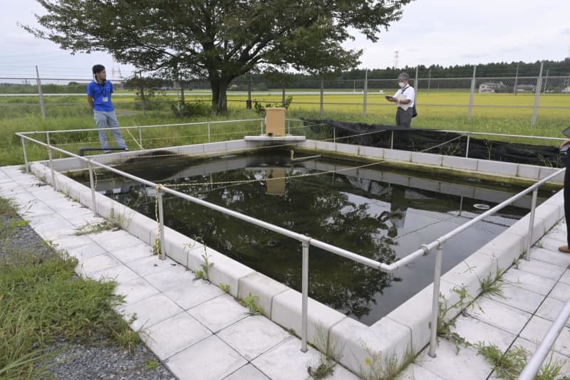 水道局がマス養殖、水質PR狙う　宇都宮、餌は特産のイチゴ