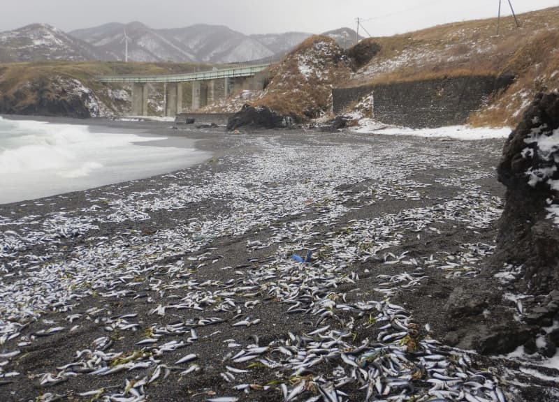 北海道・松前でイワシ大量漂着　年末年始で回収難航、衛生面懸念