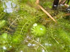 水草ムジナモ、埼玉で野生復帰　牧野富太郎が発見