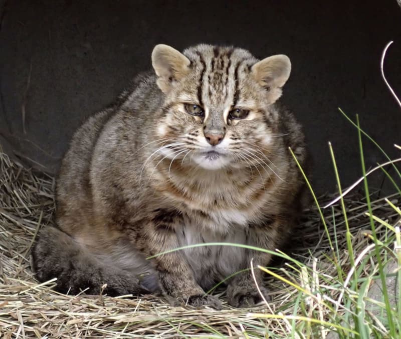 18歳のツシマヤマネコ死ぬ　国内飼育の最高齢