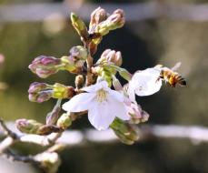 全国的に春の訪れ早いか　3月気温高く、気象庁予報