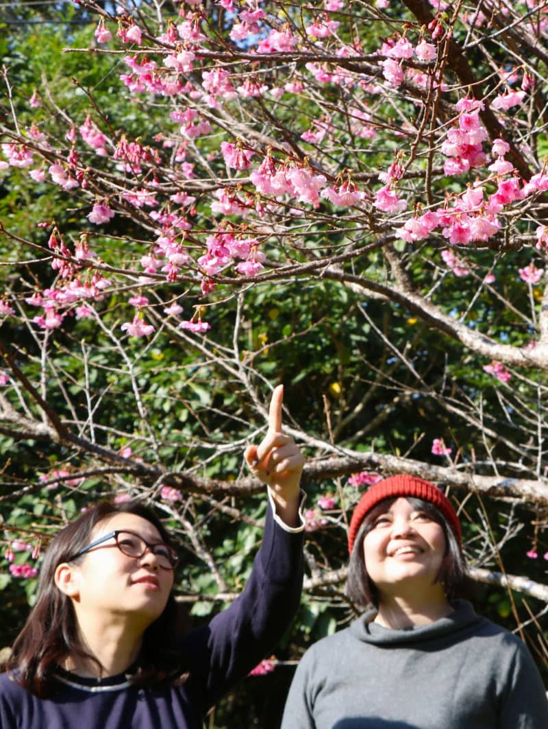 奄美大島の花見、もうすぐ　ヒカンザクラ咲き始める