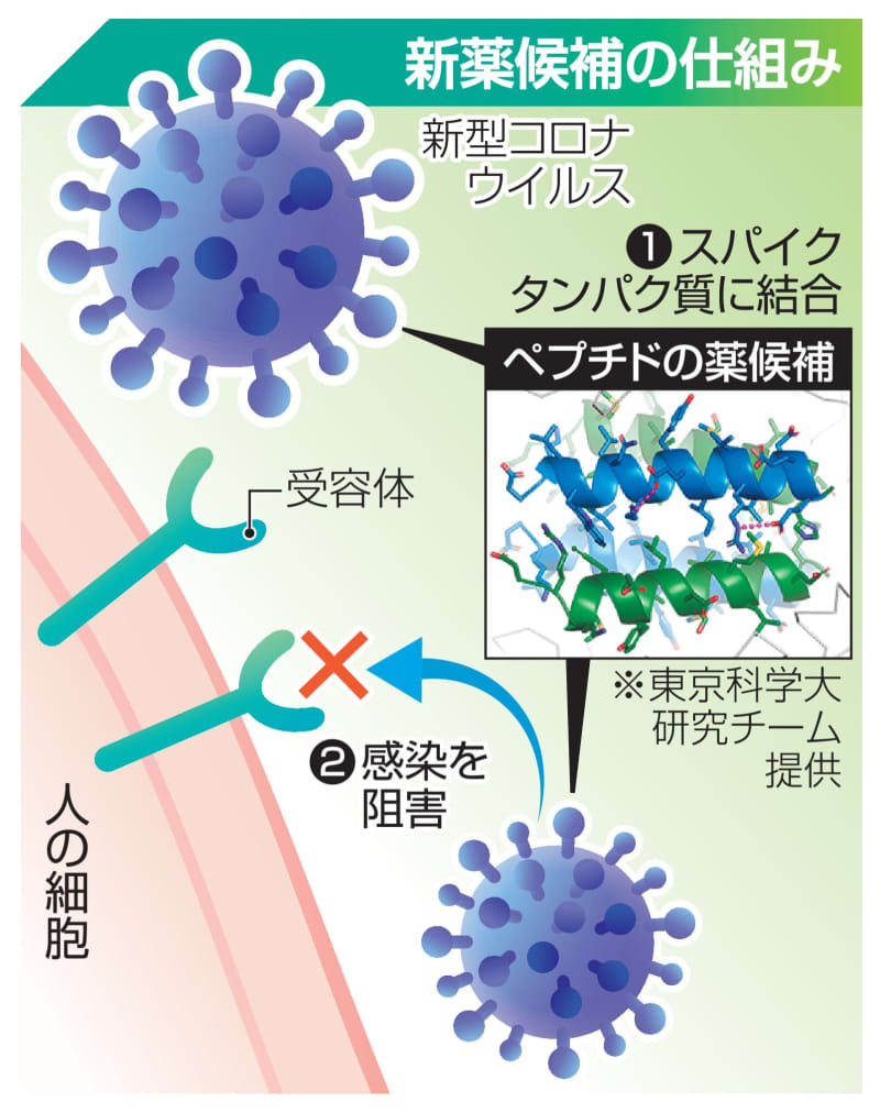 ウイルス結合で新型コロナ治療　東京科学大、変異にも対応