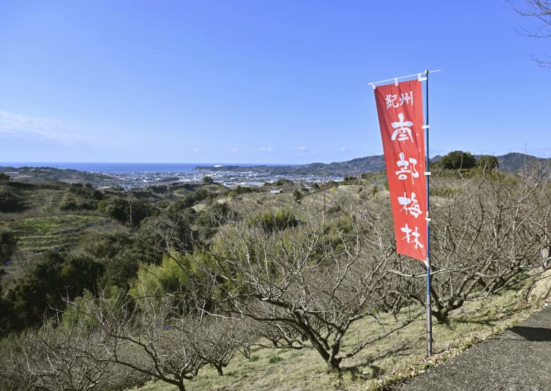 和歌山「南部梅林」がオープン　日本最大級の観梅の名所