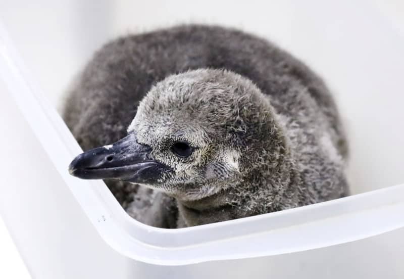 赤ちゃんペンギンふわふわ　青森・浅虫水族館で公開