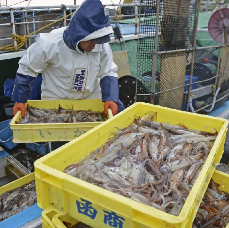 スルメイカ漁獲枠過去最低　25年、76％減の1.9万トン