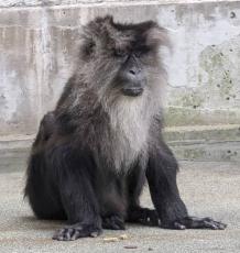 シシオザルの雌カイガ死ぬ　熊本市動植物園、絶滅危惧種