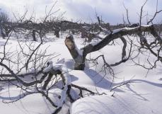 大雪の青森、リンゴ被害深刻　県懸念「100億円超も」