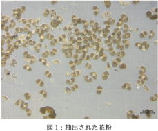 これまでの10倍の効率で花粉を地層から分取し高精度年代測定を可能に