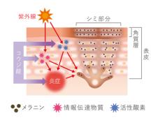 三省製薬が世に送りだした美白有効成分「コウジ酸」。 価値を磨き続ける当社の想いと取り組み。