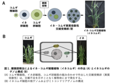 イネコムギはイネのミトコンドリアを持つ新たなコムギであった！