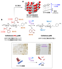セルロースの基本単位である二糖を使って、光で切断できるマイクロ繊維を開発