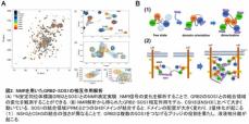 細胞内の生体分子間のコミュニケーションの仕組みの解明 GRB2とSOS1の役割を分子レベルで明らかに