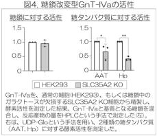 糖鎖の生合成を糖鎖自身が制御する仕組みを発見