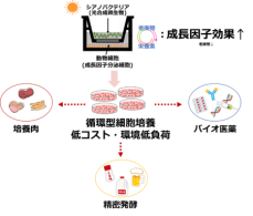 光合成微生物の力でサステナブルな細胞培養を実現