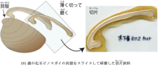 温暖期なのに昔の東京湾は冷たかった？