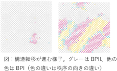 液晶の複雑な秩序構造の形成メカニズムを解明