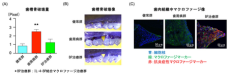 新しい歯周病治療薬を開発