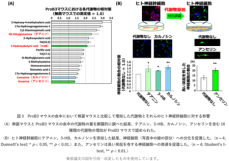 腸内菌が脳に果たす新たな役割を発見