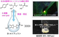 “ホタルの光”を簡便に合成する方法を開発！