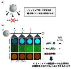 金属酵素の活性制御を応用して人工細胞の運命制御に成功