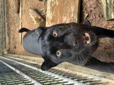 希少種クロヒョウが、宇都宮動物園の新たな仲間になりました