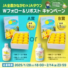 秋元真夏が神奈川県で幻の果実といわれる 新感覚オレンジ「湘南ゴールド」を収穫！