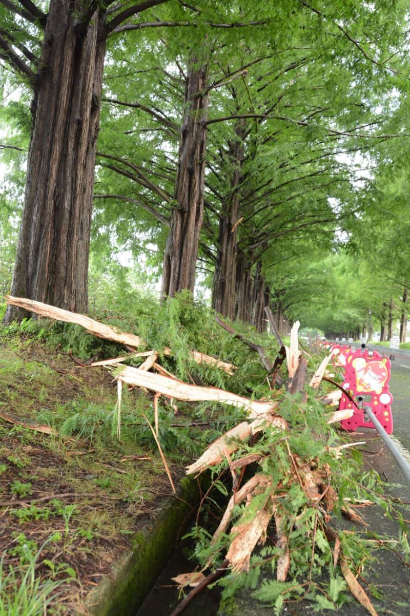 滋賀・マキノのメタセコイア並木の1本倒れ、軽トラと衝突