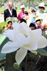 「孝行蓮」保育所で純白の花開く　石田梅岩ゆかりのハス、京都・亀岡