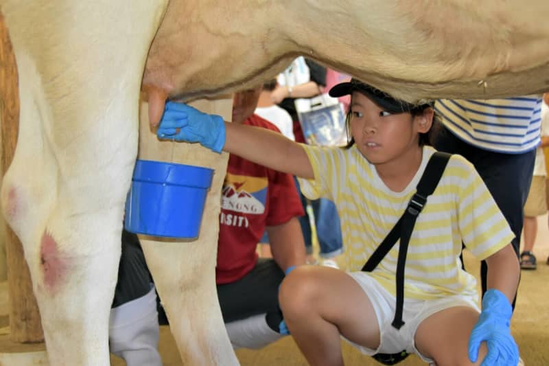 「牛の乳は柔らかくてたくさん出た」夏休みの子どもら、畜産センターで酪農体験