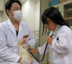 「ニワトリの心拍数速い」獣医師体験イベントで児童驚き　ウシの心臓を顕微鏡で観察も