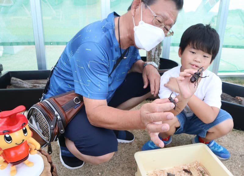 道の駅でカブトムシと触れ合い　京都・京丹波　シイタケ菌床で育てる