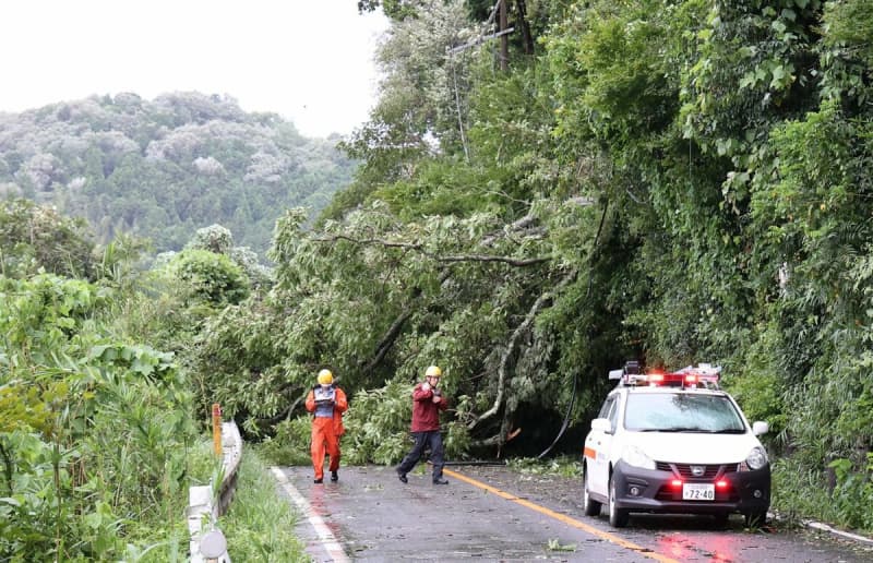 【台風7号】大津の県道で倒木、道路ふさぐ　電線を切断「停電復旧は夜」