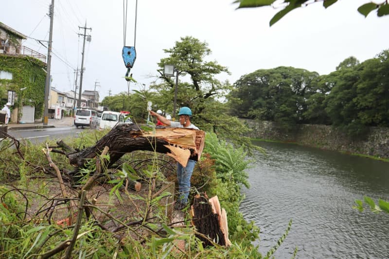 【台風7号】滋賀・彦根城の古木倒れる　高さ8メートル