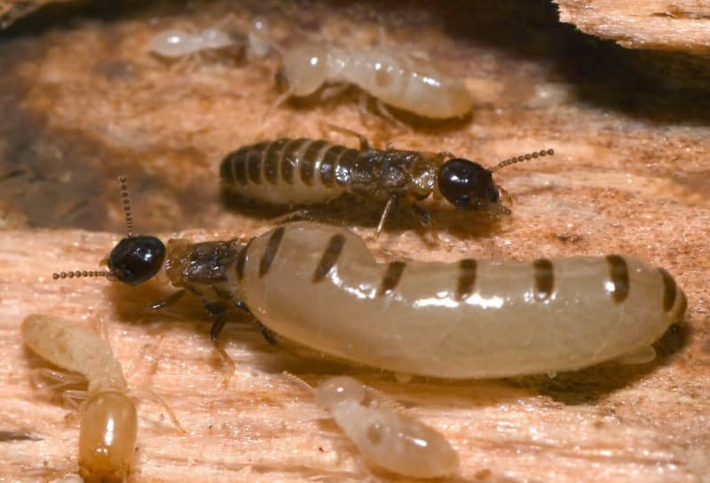 シロアリの王と女王の特別食「ロイヤルフード」を初解明　京都大　その成分とは