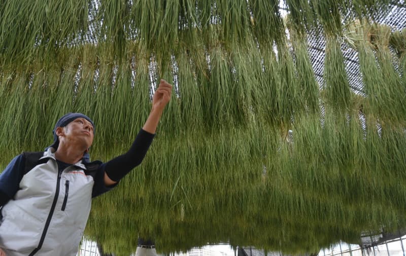 早くも正月準備　京都・南丹でしめ縄のわら干し作業「今年も立派なものを」