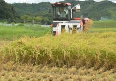 「おいしいお米届けたい」京都・南丹で稲刈り始まる　猛暑も平年並み収穫期待
