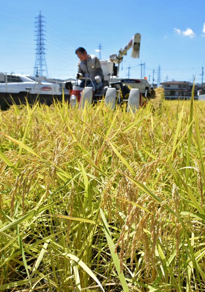 黄金色の収穫　京都・長岡京の農家、こだわりの有機栽培で