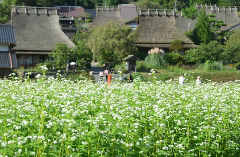 「かやぶきの里」彩るソバの花　京都・南丹