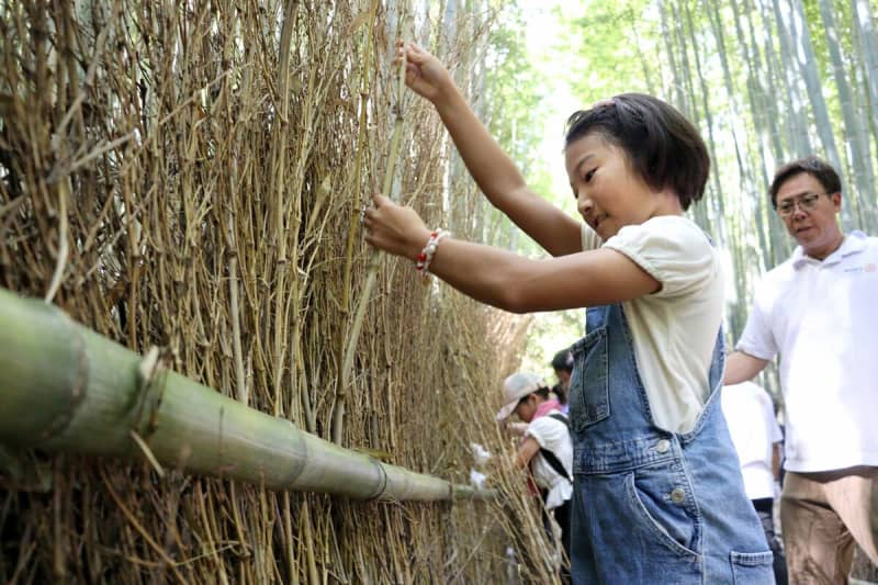 「嵐山の風情を守ろう」　地元の中学生らが散策路の竹穂垣を補修