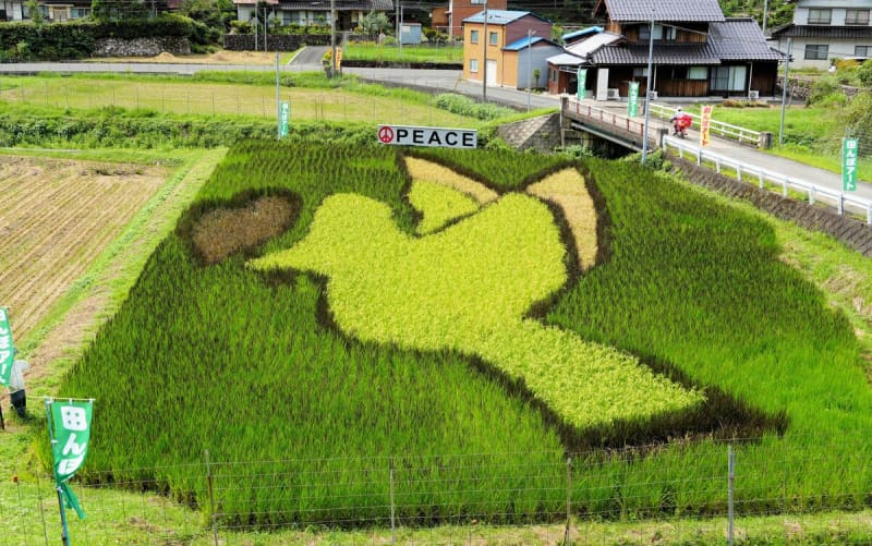 ハトとハートに込めた平和への祈り　田んぼアートが見頃、京都・福知山