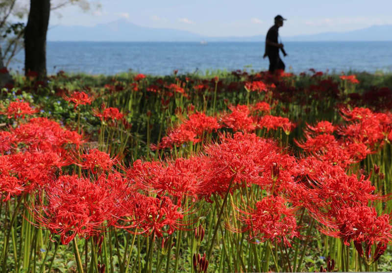 琵琶湖と山と真っ赤なヒガンバナ「雄大な景色でした」　滋賀・高島で見頃