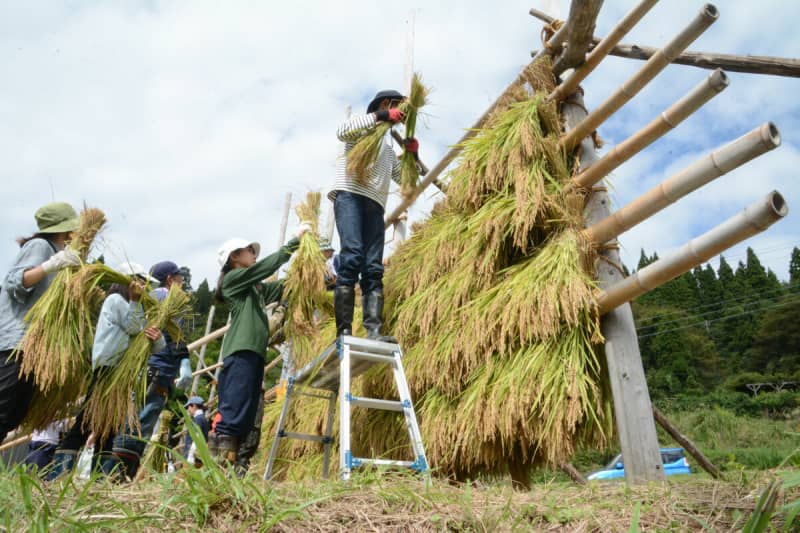 山あいの棚田も黄金色に　子どもたちが稲刈り体験「ザクザク刈るの楽しい」